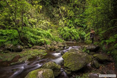 Levada-do-Rei002©Francisco-Correia