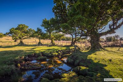 Fanal040©Francisco-Correia