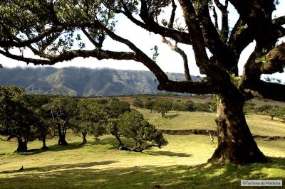 Fanal1©VisitMadeira