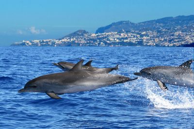 Dolphin3©VisitMadeira